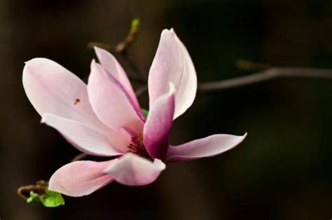 種玉蘭花好嗎|玉蘭花種植方法以及注意事項